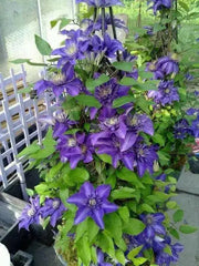 Clematis Multi Blue , STARTER PLANT, Double dark blue- FLOWERS VINE - Caribbean garden seed