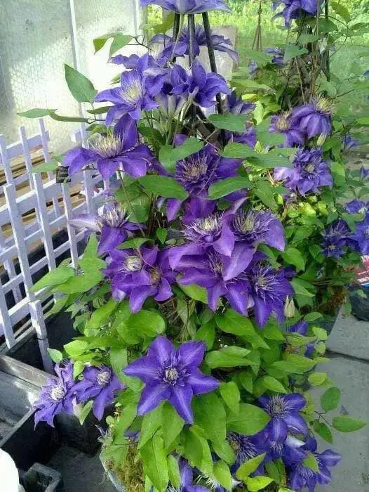 Clematis Multi Blue , STARTER PLANT, Double dark blue- FLOWERS VINE - Caribbean garden seed