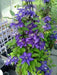 Clematis Multi Blue , STARTER PLANT, Double dark blue- FLOWERS VINE - Caribbean garden seed