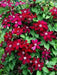Clematis Westerplatte (Starter Plant) PERENNIAL VINE - Caribbean garden seed