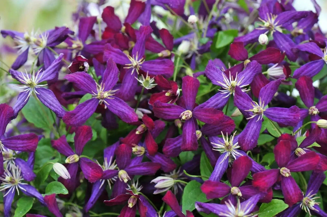 Clematis Sweet SUMMER LOVE (2.5' pot starter plant) Perennial FLOWERING Vine - Caribbean garden seed
