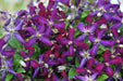 Clematis Sweet SUMMER LOVE (2.5' pot starter plant) Perennial FLOWERING Vine - Caribbean garden seed