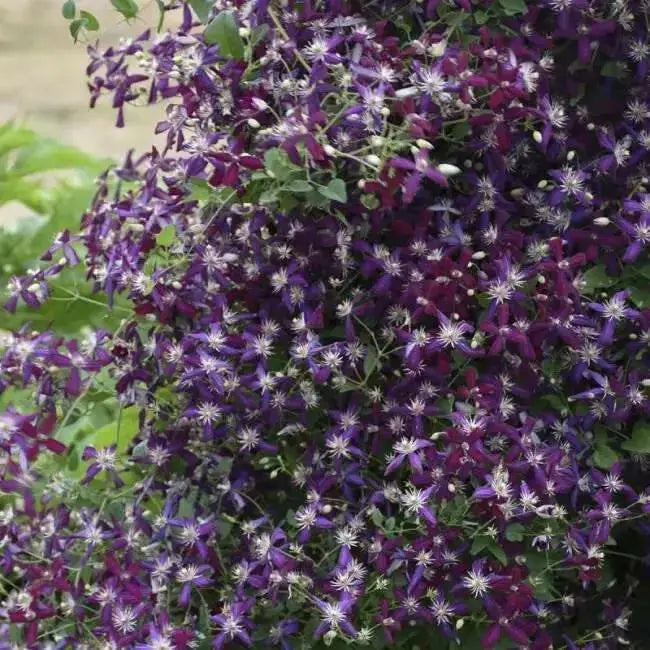 Clematis Sweet SUMMER LOVE (2.5' pot starter plant) Perennial FLOWERING Vine - Caribbean garden seed