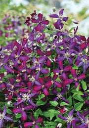 Clematis Sweet SUMMER LOVE (2.5' pot starter plant) Perennial FLOWERING Vine - Caribbean garden seed