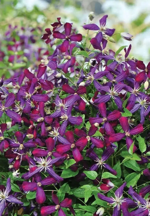 Clematis Sweet SUMMER LOVE (2.5' pot starter plant) Perennial FLOWERING Vine - Caribbean garden seed