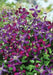 Clematis Sweet SUMMER LOVE (2.5' pot starter plant) Perennial FLOWERING Vine - Caribbean garden seed