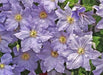 Clematis WILL GOODWIN (Starter Plant) PERENNIAL VINE - Caribbean garden seed