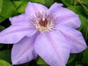 Clematis Ramona (Bare Roots) Early, Large-flowered Vine - Caribbean garden seed