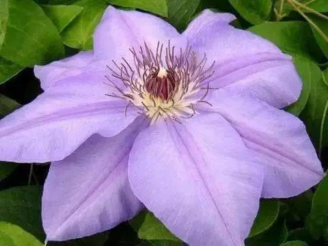 Clematis Ramona (Bare Roots) Early, Large-flowered Vine - Caribbean garden seed