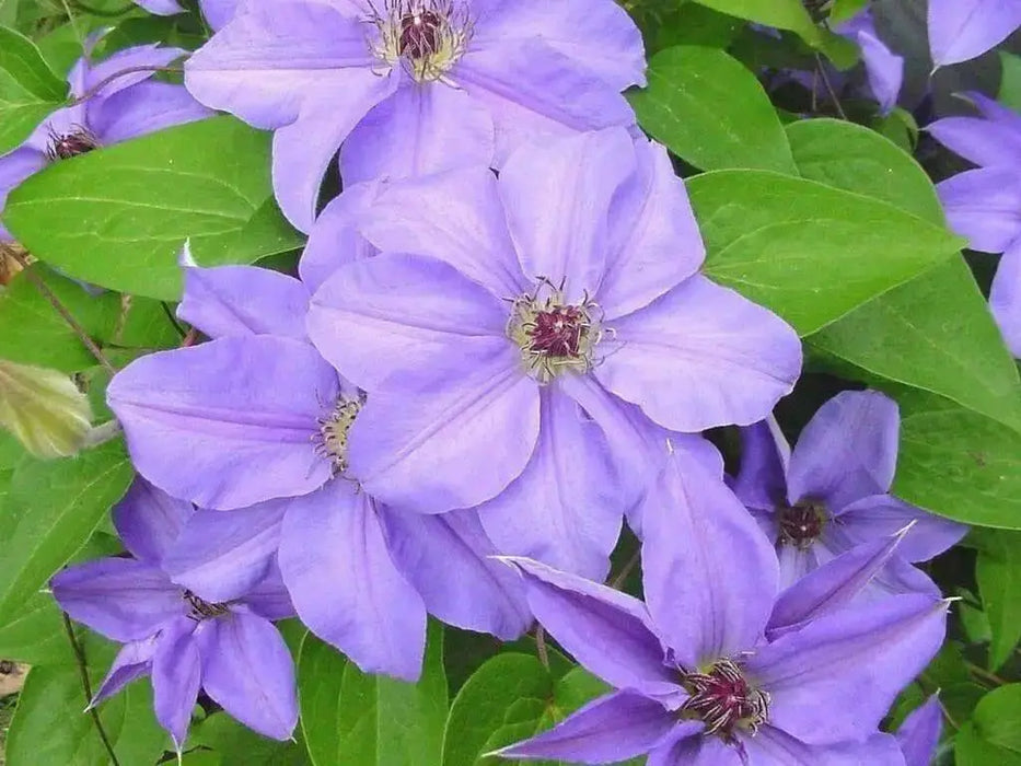 Clematis Ramona (Bare Roots) Early, Large-flowered Vine - Caribbean garden seed