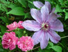 Clematis Ramona (Bare Roots) Early, Large-flowered Vine - Caribbean garden seed