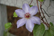 Clematis Ramona (Bare Roots) Early, Large-flowered Vine - Caribbean garden seed