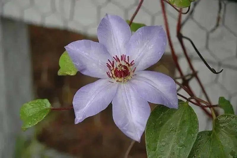 Clematis Ramona (Bare Roots) Early, Large-flowered Vine - Caribbean garden seed