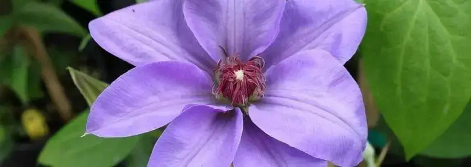 Clematis Ramona (Bare Roots) Early, Large-flowered Vine - Caribbean garden seed