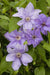 Clematis Ramona (Bare Roots) Early, Large-flowered Vine - Caribbean garden seed