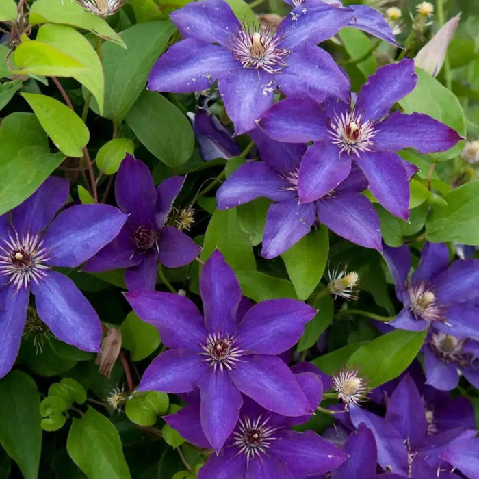 Clematis The President ( (2.5'POT STARTER PLANT) flowered Vine - Caribbean garden seed