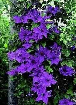 Clematis The President ( (2.5'POT STARTER PLANT) flowered Vine - Caribbean garden seed