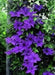 Clematis The President ( (2.5'POT STARTER PLANT) flowered Vine - Caribbean garden seed