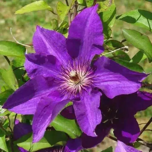 Clematis The President ( (2.5'POT STARTER PLANT) flowered Vine - Caribbean garden seed
