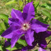 Clematis The President ( (2.5'POT STARTER PLANT) flowered Vine - Caribbean garden seed