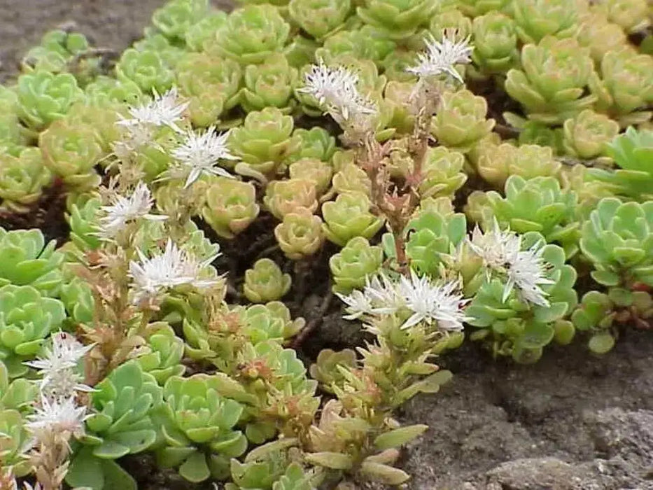 Cliff Stonecrop Seeds ,drought tolerant, Sedum Glaucophyllum - Caribbean garden seed
