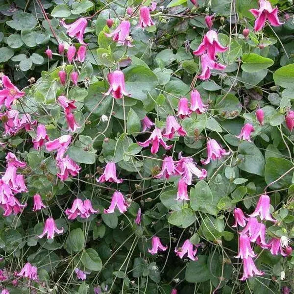 Clematis texensis etoile rose , STARTER PLANT, PERENNIAL VINE - Caribbean garden seed