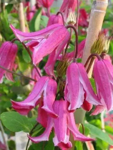 Clematis texensis etoile rose , STARTER PLANT, PERENNIAL VINE - Caribbean garden seed