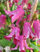 Clematis texensis etoile rose , STARTER PLANT, PERENNIAL VINE - Caribbean garden seed