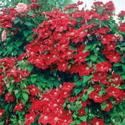 Clematis Rouge Cardinal (2.5 'STARTER PLANT Perennial VINE - Caribbean garden seed