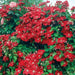 Clematis Rouge Cardinal (2.5 'STARTER PLANT Perennial VINE - Caribbean garden seed