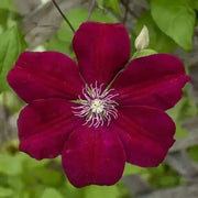 Clematis Rouge Cardinal (2.5 'STARTER PLANT Perennial VINE - Caribbean garden seed