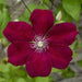 Clematis Rouge Cardinal (2.5 'STARTER PLANT Perennial VINE - Caribbean garden seed