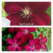 Clematis Rouge Cardinal (2.5 'STARTER PLANT Perennial VINE - Caribbean garden seed