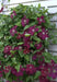 Clematis Rouge Cardinal (2.5 'STARTER PLANT Perennial VINE - Caribbean garden seed