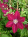 Clematis Rouge Cardinal (2.5 'STARTER PLANT Perennial VINE - Caribbean garden seed