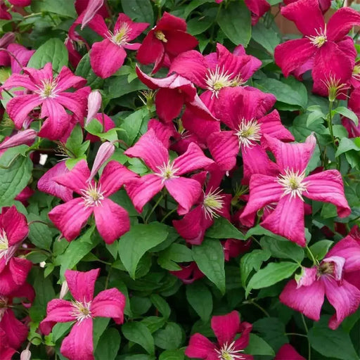 Clematis viticella mme julia correvon(Starter Plant) PERENNIAL VINE - Caribbean garden seed