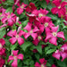 Clematis viticella mme julia correvon(Starter Plant) PERENNIAL VINE - Caribbean garden seed