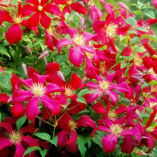 Clematis viticella mme julia correvon(Starter Plant) PERENNIAL VINE - Caribbean garden seed