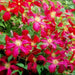 Clematis viticella mme julia correvon(Starter Plant) PERENNIAL VINE - Caribbean garden seed