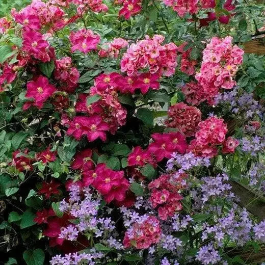 Clematis viticella mme julia correvon(Starter Plant) PERENNIAL VINE - Caribbean garden seed