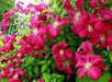 Clematis viticella mme julia correvon(Starter Plant) PERENNIAL VINE - Caribbean garden seed