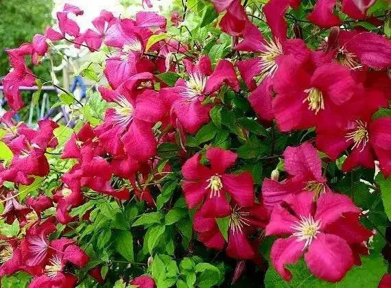 Clematis viticella mme julia correvon(Starter Plant) PERENNIAL VINE - Caribbean garden seed