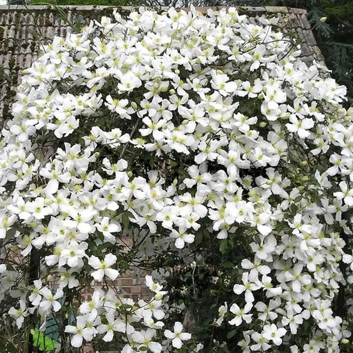 Clematis Sweet Autumn(2.5' pot starter plant) Perennial FLOWERING Vine - Caribbean garden seed