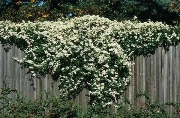 Clematis Sweet Autumn(2.5' pot starter plant) Perennial FLOWERING Vine - Caribbean garden seed
