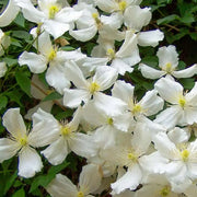 Clematis Sweet Autumn(2.5' pot starter plant) Perennial FLOWERING Vine - Caribbean garden seed