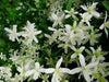 Clematis Sweet Autumn(2.5' pot starter plant) Perennial FLOWERING Vine - Caribbean garden seed