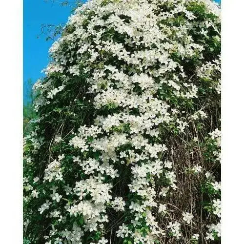 Clematis Sweet Autumn(2.5' pot starter plant) Perennial FLOWERING Vine - Caribbean garden seed