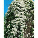 Clematis Sweet Autumn(2.5' pot starter plant) Perennial FLOWERING Vine - Caribbean garden seed