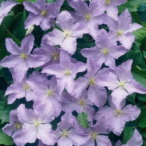 Clematis Blue Angel ( (2.5 ' POT STARTER PLANT) PERENNIAL FLOWERING VINE - Caribbean garden seed