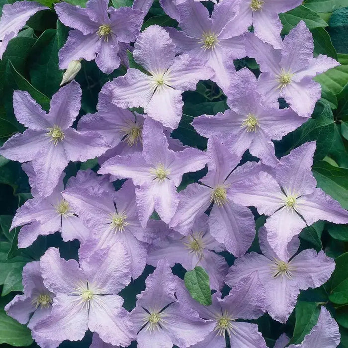 Clematis Blue Angel ( (2.5 ' POT STARTER PLANT) PERENNIAL FLOWERING VINE - Caribbean garden seed